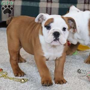 Bianca, English Bulldog Puppy